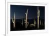 Various cactus plants in a desert, Organ Pipe Cactus National Monument, Arizona, USA-null-Framed Photographic Print