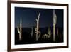 Various cactus plants in a desert, Organ Pipe Cactus National Monument, Arizona, USA-null-Framed Photographic Print