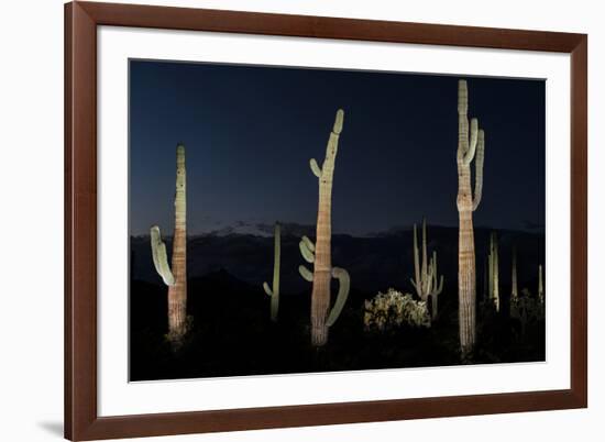 Various cactus plants in a desert, Organ Pipe Cactus National Monument, Arizona, USA-null-Framed Photographic Print