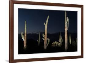 Various cactus plants in a desert, Organ Pipe Cactus National Monument, Arizona, USA-null-Framed Photographic Print