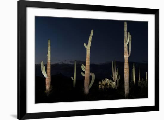 Various cactus plants in a desert, Organ Pipe Cactus National Monument, Arizona, USA-null-Framed Photographic Print