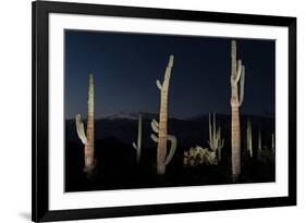 Various cactus plants in a desert, Organ Pipe Cactus National Monument, Arizona, USA-null-Framed Photographic Print