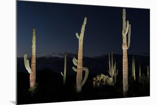 Various cactus plants in a desert, Organ Pipe Cactus National Monument, Arizona, USA-null-Mounted Photographic Print