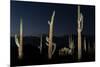 Various cactus plants in a desert, Organ Pipe Cactus National Monument, Arizona, USA-null-Mounted Photographic Print