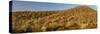 Various cactus plants in a desert, Organ Pipe Cactus National Monument, Arizona, USA-null-Stretched Canvas