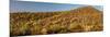 Various cactus plants in a desert, Organ Pipe Cactus National Monument, Arizona, USA-null-Mounted Photographic Print