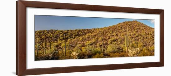 Various cactus plants in a desert, Organ Pipe Cactus National Monument, Arizona, USA-null-Framed Photographic Print