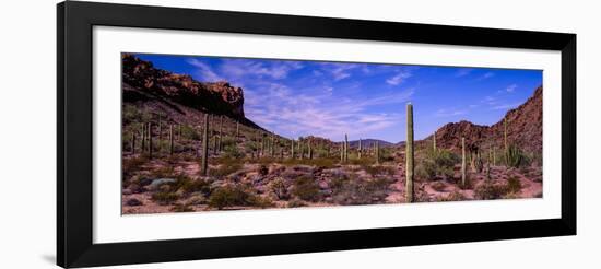 Various cactus plants in a desert, Organ Pipe Cactus National Monument, Arizona, USA-null-Framed Photographic Print