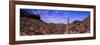 Various cactus plants in a desert, Organ Pipe Cactus National Monument, Arizona, USA-null-Framed Photographic Print