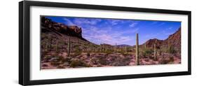 Various cactus plants in a desert, Organ Pipe Cactus National Monument, Arizona, USA-null-Framed Photographic Print