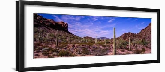 Various cactus plants in a desert, Organ Pipe Cactus National Monument, Arizona, USA-null-Framed Photographic Print