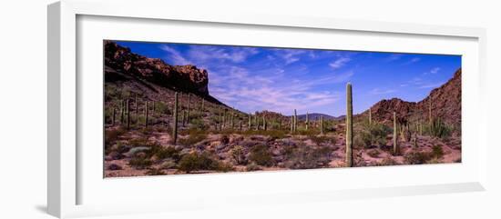 Various cactus plants in a desert, Organ Pipe Cactus National Monument, Arizona, USA-null-Framed Photographic Print