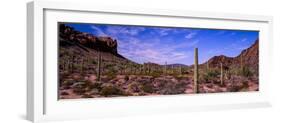 Various cactus plants in a desert, Organ Pipe Cactus National Monument, Arizona, USA-null-Framed Photographic Print