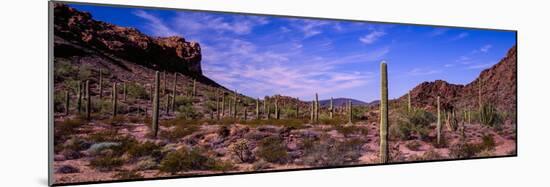 Various cactus plants in a desert, Organ Pipe Cactus National Monument, Arizona, USA-null-Mounted Photographic Print