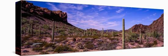 Various cactus plants in a desert, Organ Pipe Cactus National Monument, Arizona, USA-null-Stretched Canvas