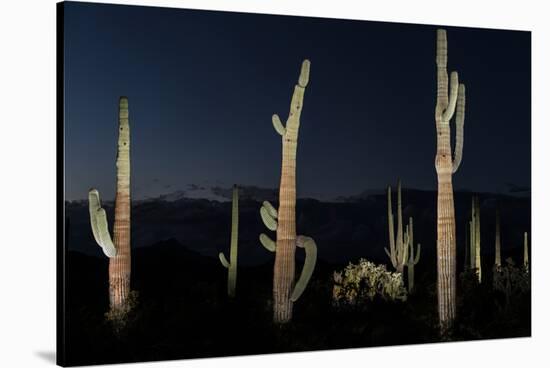 Various cactus plants in a desert, Organ Pipe Cactus National Monument, Arizona, USA-null-Stretched Canvas