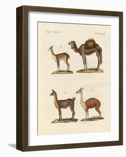 Various Camels-null-Framed Giclee Print