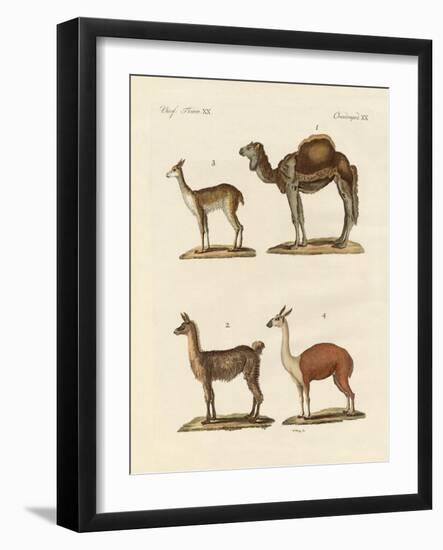 Various Camels-null-Framed Giclee Print