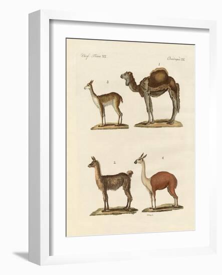 Various Camels-null-Framed Giclee Print