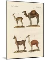 Various Camels-null-Mounted Giclee Print