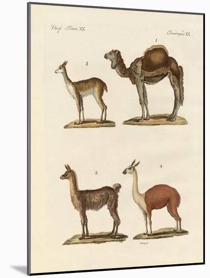 Various Camels-null-Mounted Giclee Print