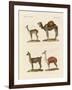 Various Camels-null-Framed Giclee Print