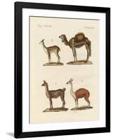 Various Camels-null-Framed Giclee Print