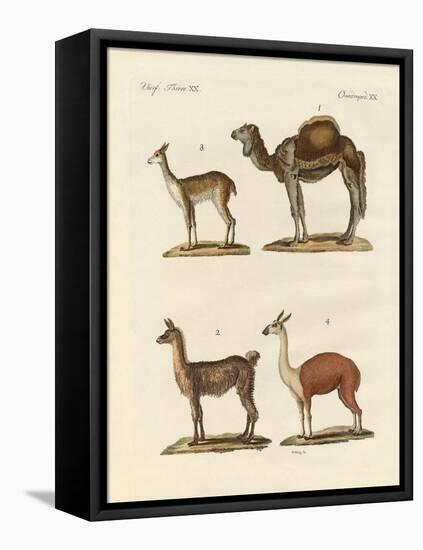 Various Camels-null-Framed Stretched Canvas