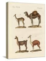 Various Camels-null-Stretched Canvas