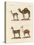 Various Camels-null-Stretched Canvas