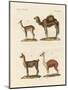 Various Camels-null-Mounted Giclee Print