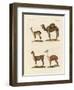 Various Camels-null-Framed Premium Giclee Print