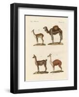 Various Camels-null-Framed Premium Giclee Print