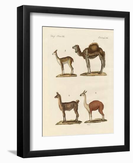 Various Camels-null-Framed Premium Giclee Print