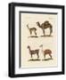 Various Camels-null-Framed Premium Giclee Print