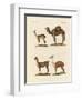 Various Camels-null-Framed Premium Giclee Print