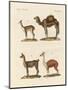 Various Camels-null-Mounted Premium Giclee Print