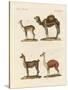 Various Camels-null-Stretched Canvas