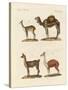 Various Camels-null-Stretched Canvas