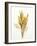 Various Cereal Ears-null-Framed Photographic Print