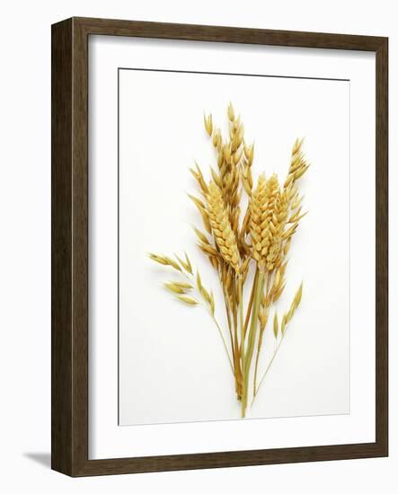 Various Cereal Ears-null-Framed Photographic Print