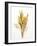 Various Cereal Ears-null-Framed Photographic Print