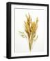 Various Cereal Ears-null-Framed Photographic Print