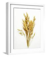 Various Cereal Ears-null-Framed Photographic Print