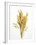 Various Cereal Ears-null-Framed Photographic Print