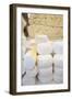 Various Cheeses in a Shop-Eising Studio - Food Photo and Video-Framed Photographic Print