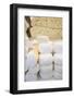 Various Cheeses in a Shop-Eising Studio - Food Photo and Video-Framed Photographic Print