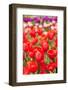 Various Colorful Tulips in Many Colors in the Fields-Ivonnewierink-Framed Photographic Print