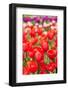 Various Colorful Tulips in Many Colors in the Fields-Ivonnewierink-Framed Photographic Print