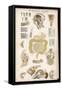 Various Diagrams Depicting the Digestive Organs-J.s. Cuthbert-Framed Stretched Canvas